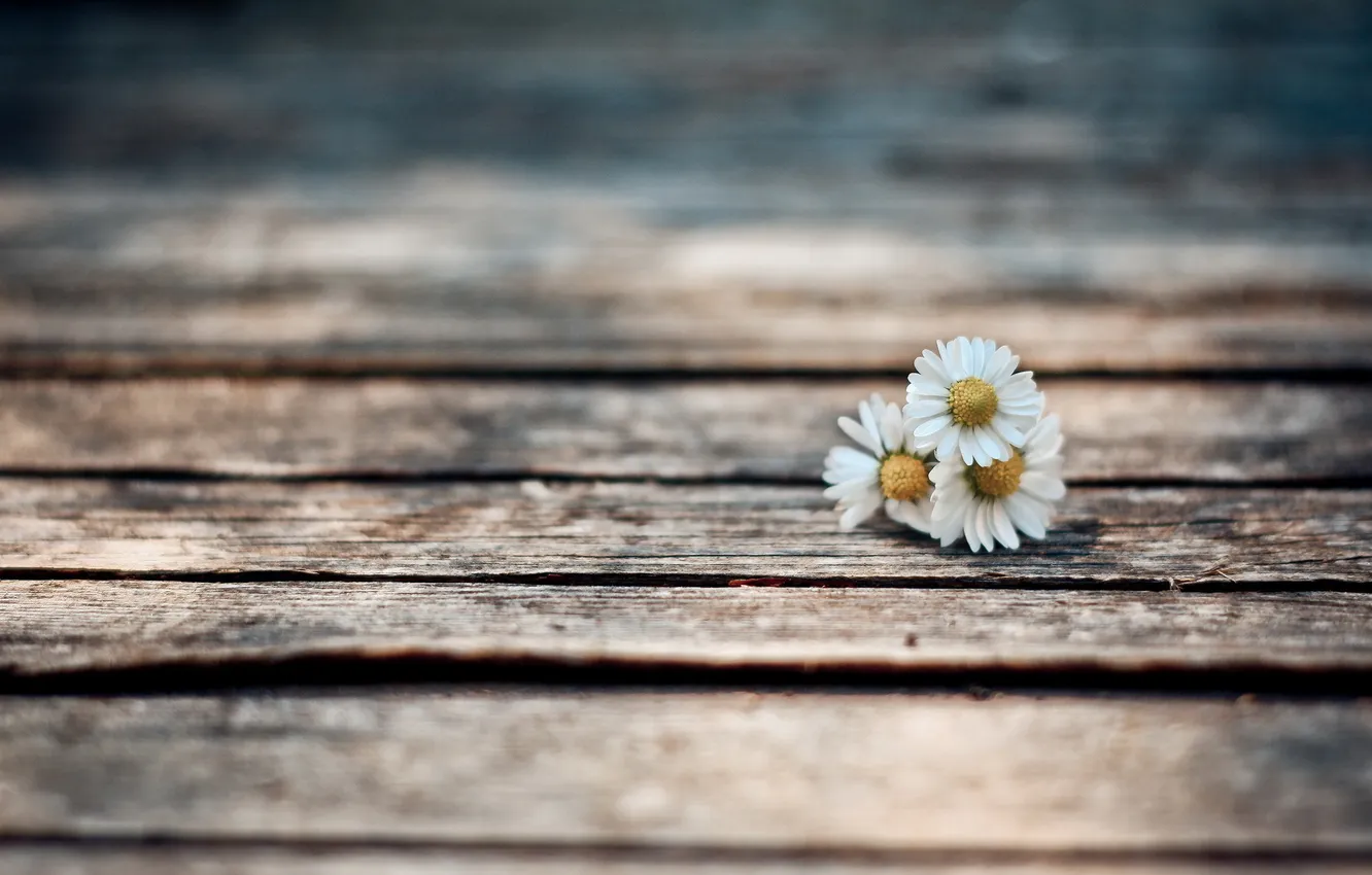 Photo wallpaper flowers, background, chamomile