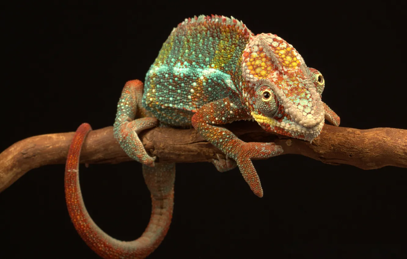 Photo wallpaper chameleon, color, branch, tail
