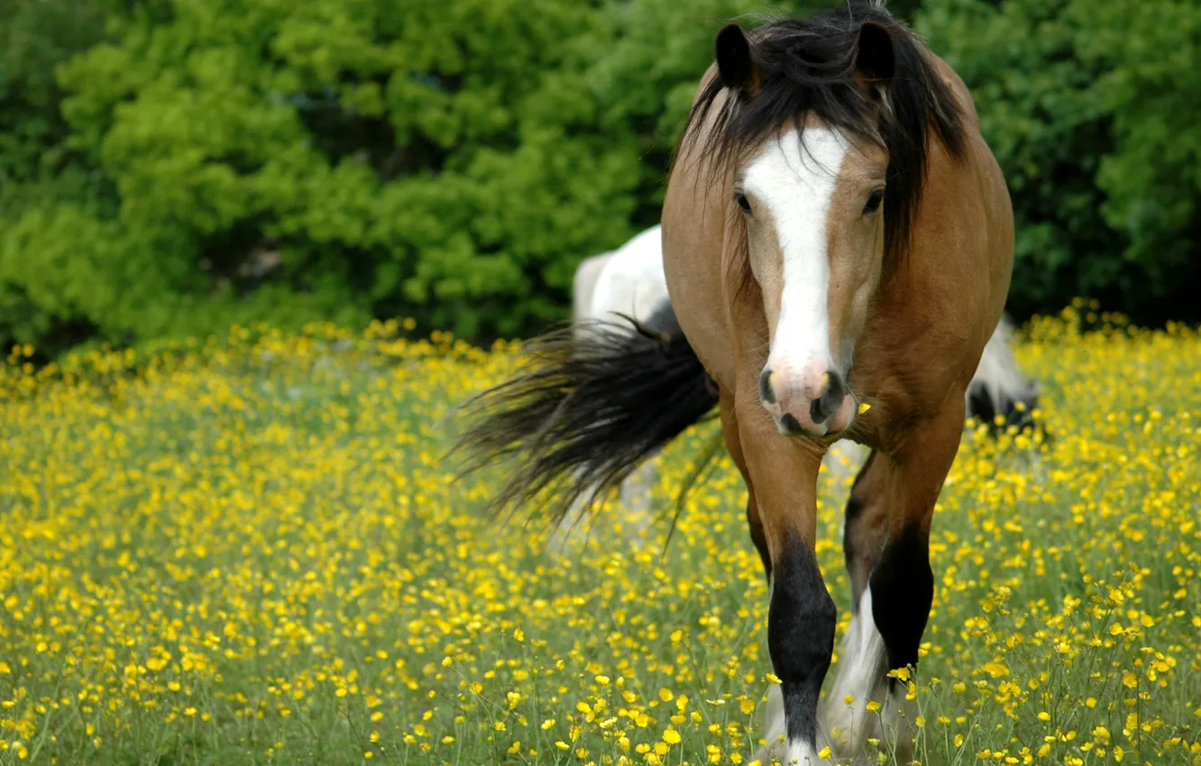 Photo wallpaper field, grass, face, flowers, horse, glade, horse, pasture