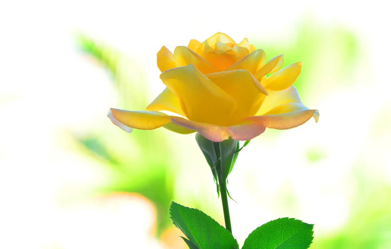 Photo wallpaper leaves, background, roses, beauty, petals