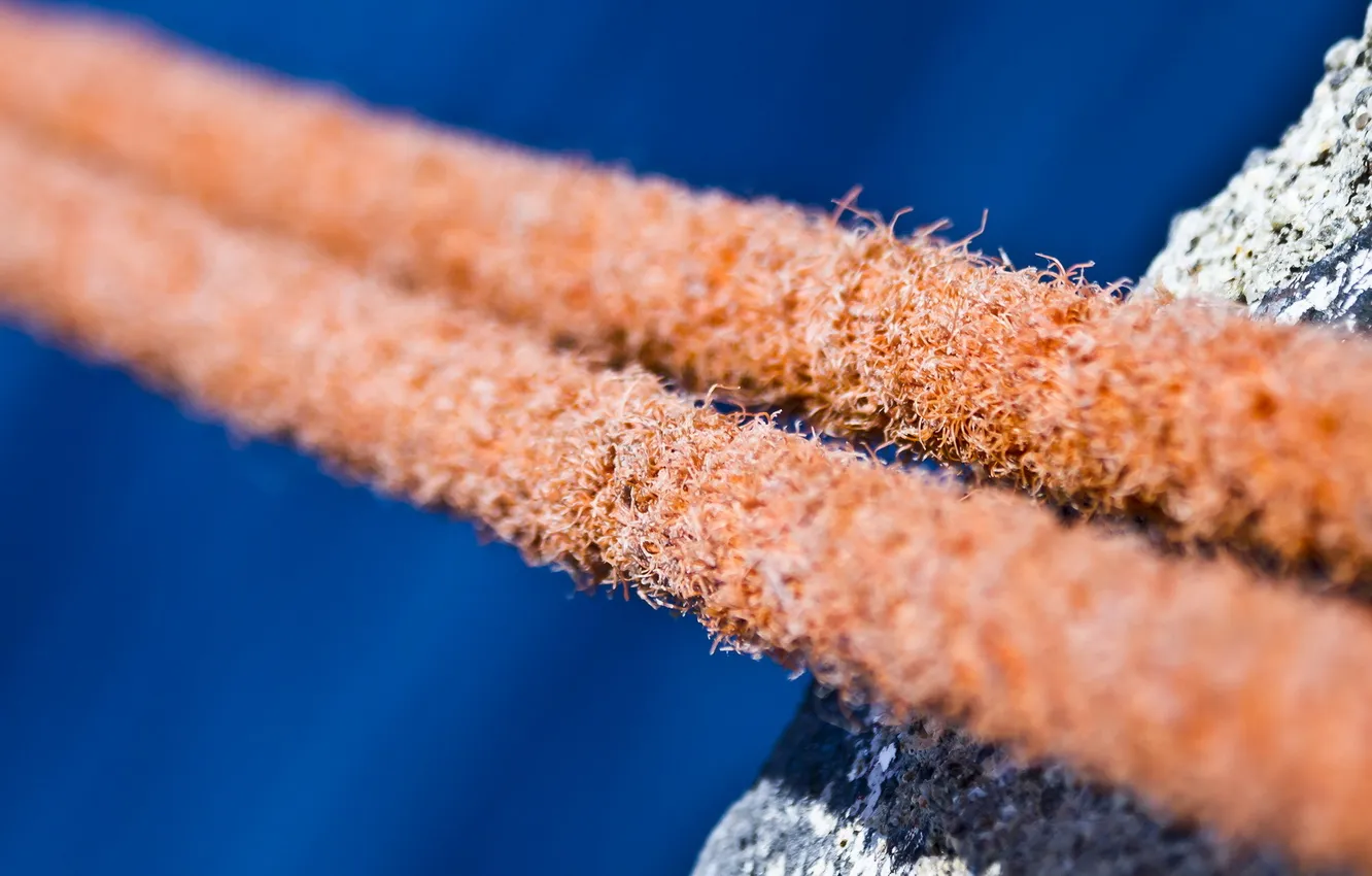 Photo wallpaper macro, background, rope