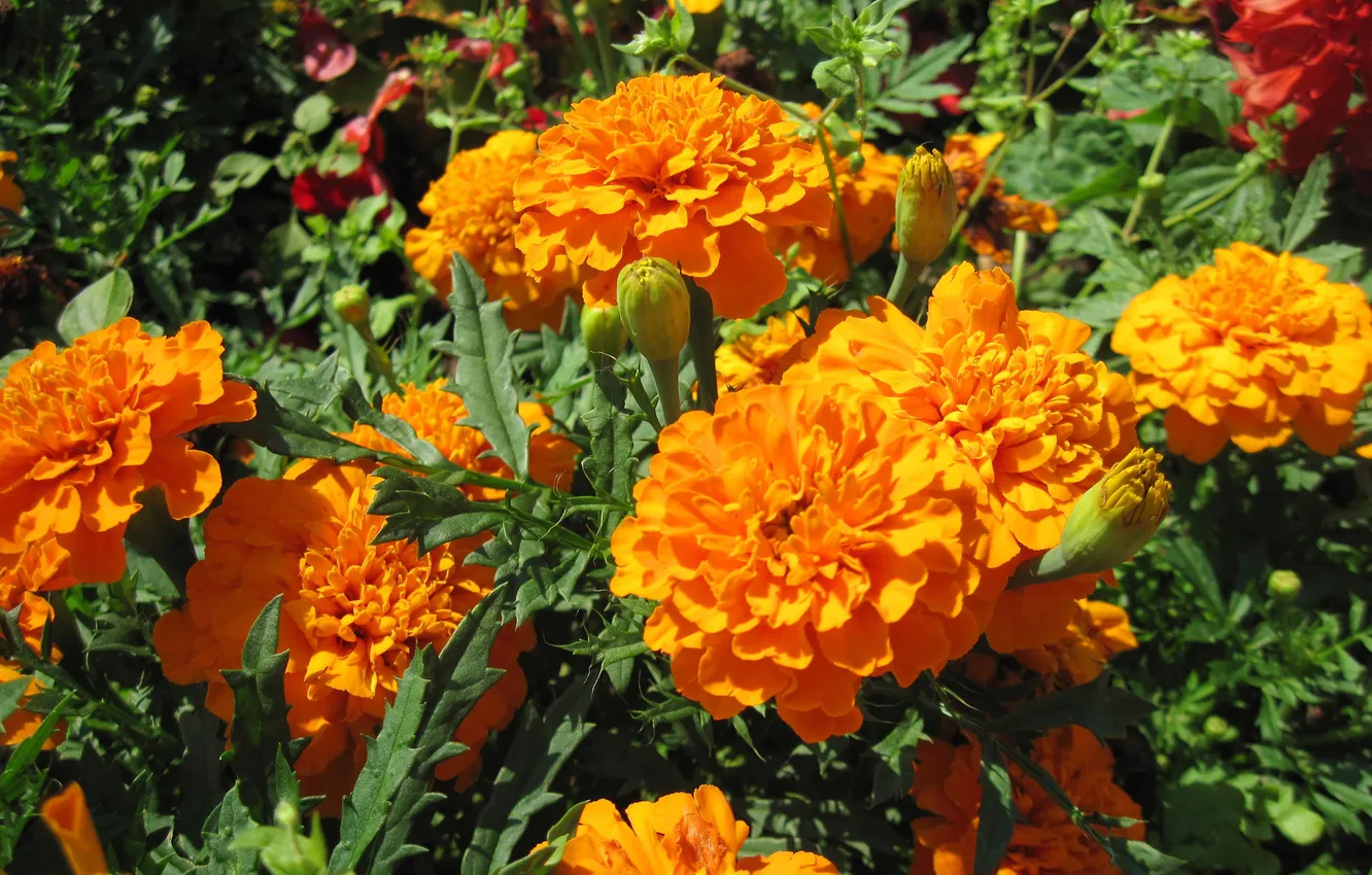 Photo wallpaper orange, closeup, marigolds