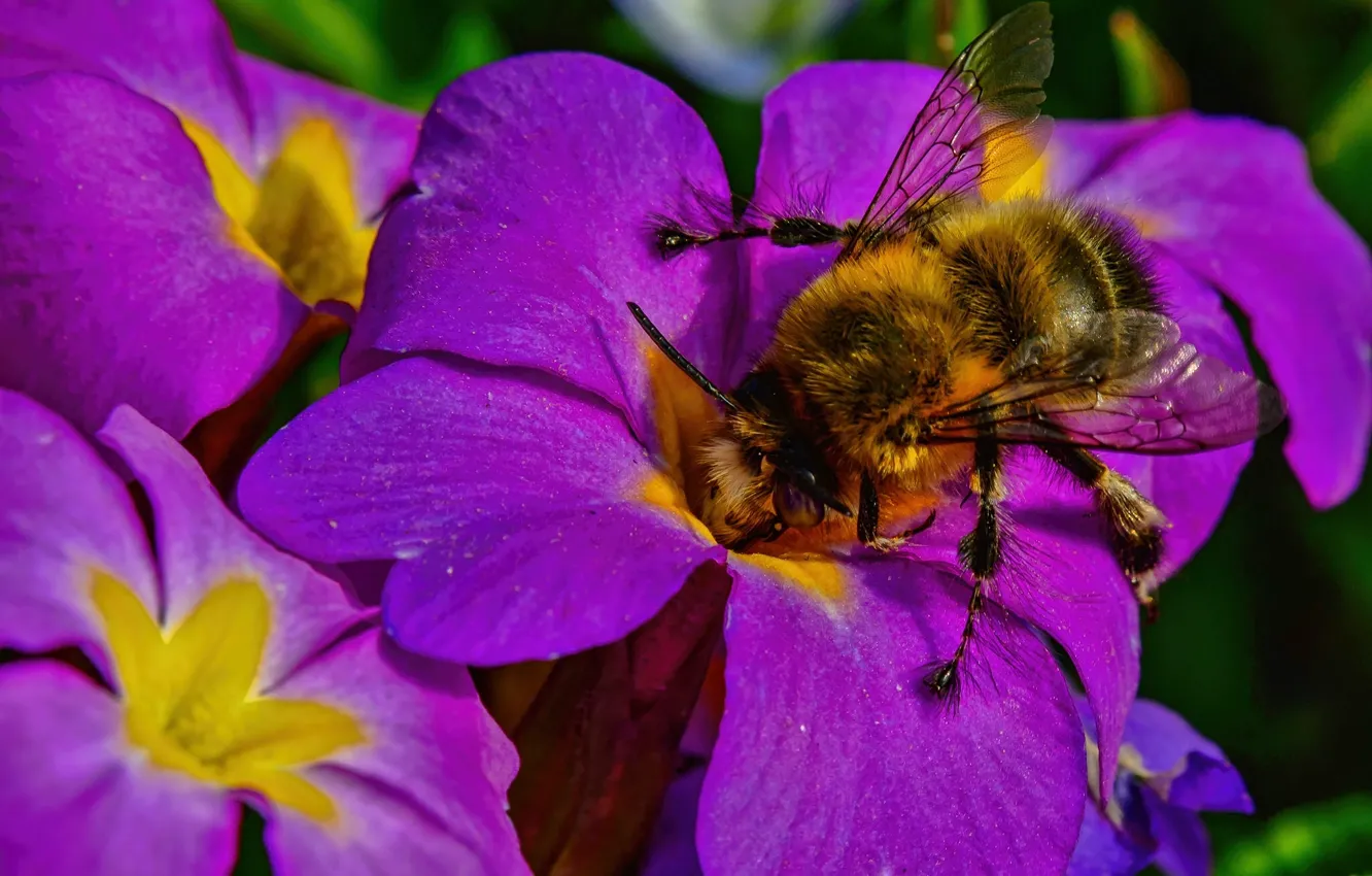 Photo wallpaper macro, flowers, insect, bumblebee, Primula