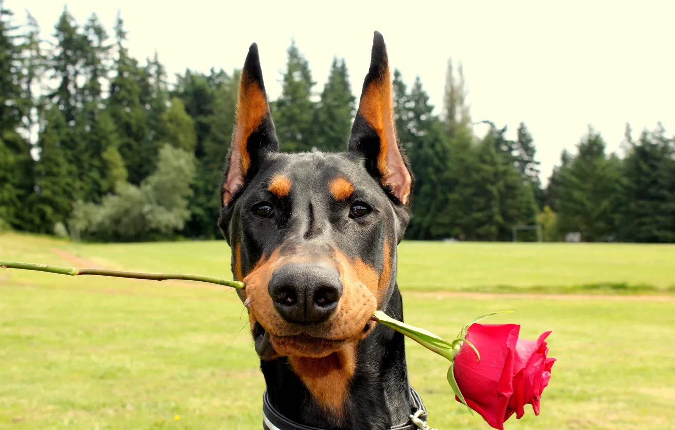 Photo wallpaper red, romance, roses, Doberman, Doberman With a Rose is listed
