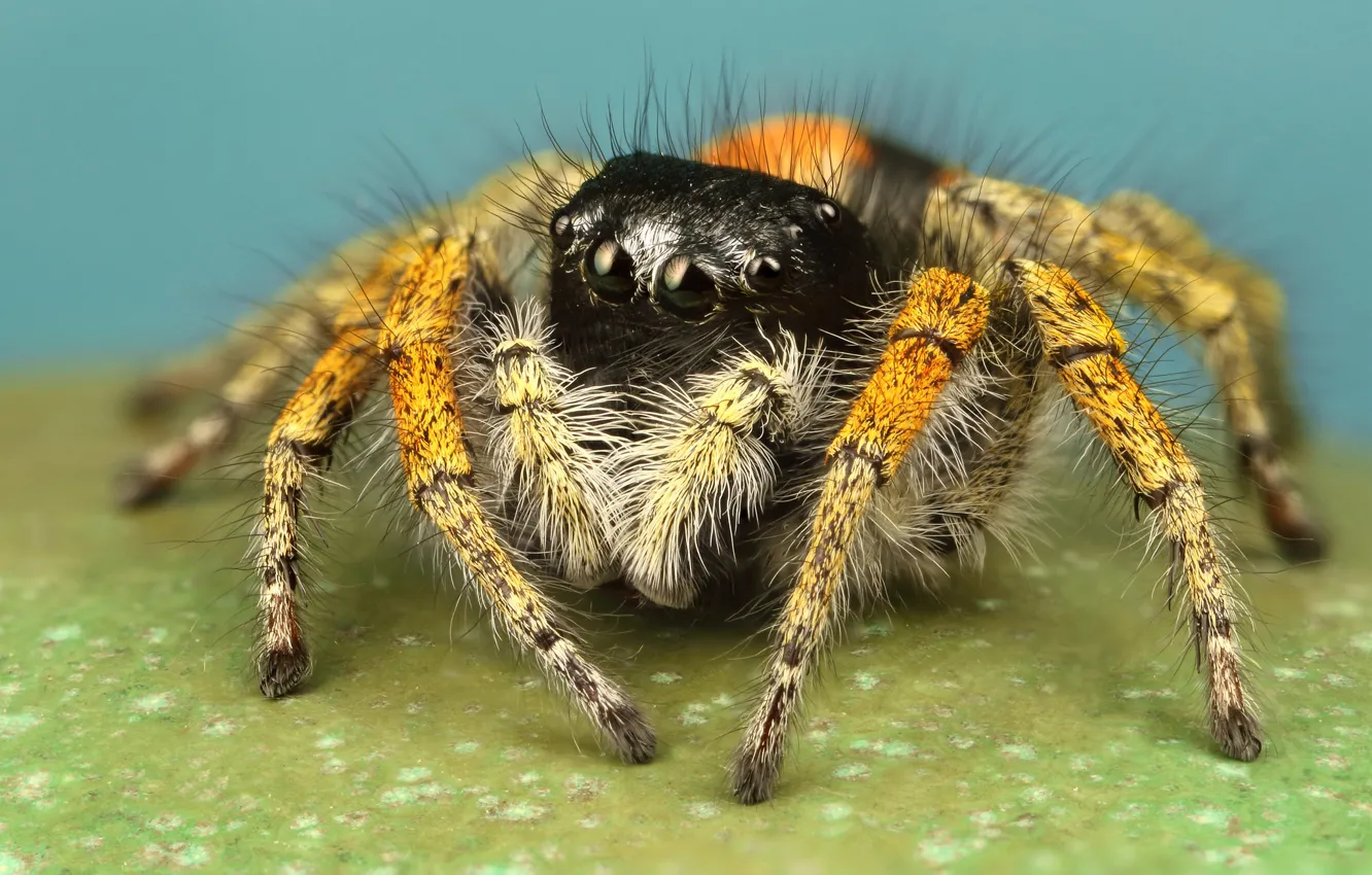 Photo wallpaper eyes, macro, yellow, pose, background, legs, spider, hairy