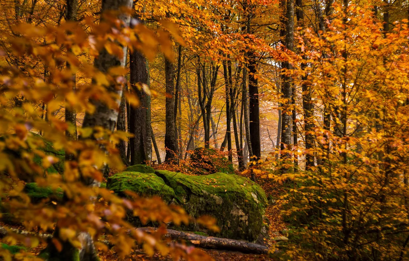 Photo wallpaper autumn, forest, trees, stone