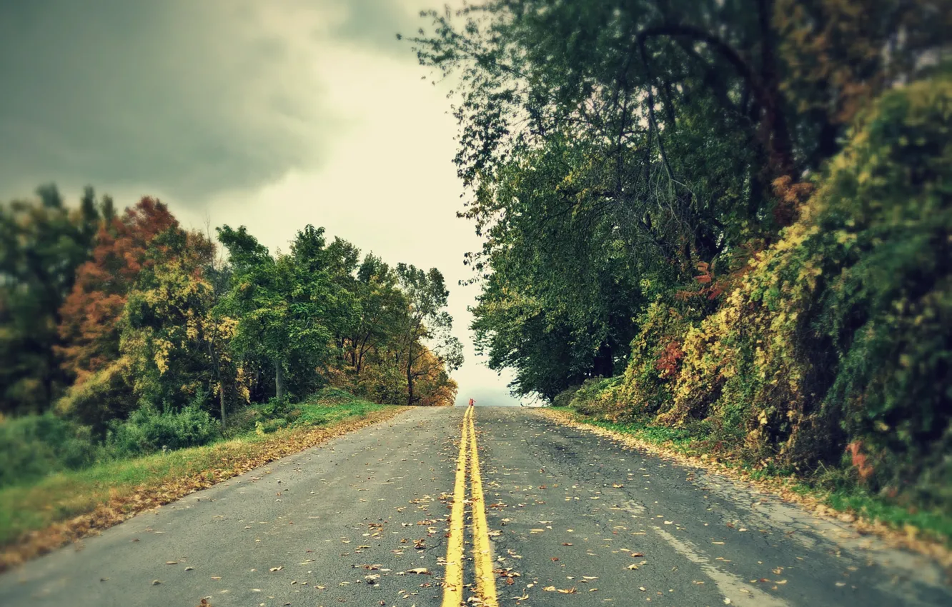 Photo wallpaper road, forest, trees, overcast