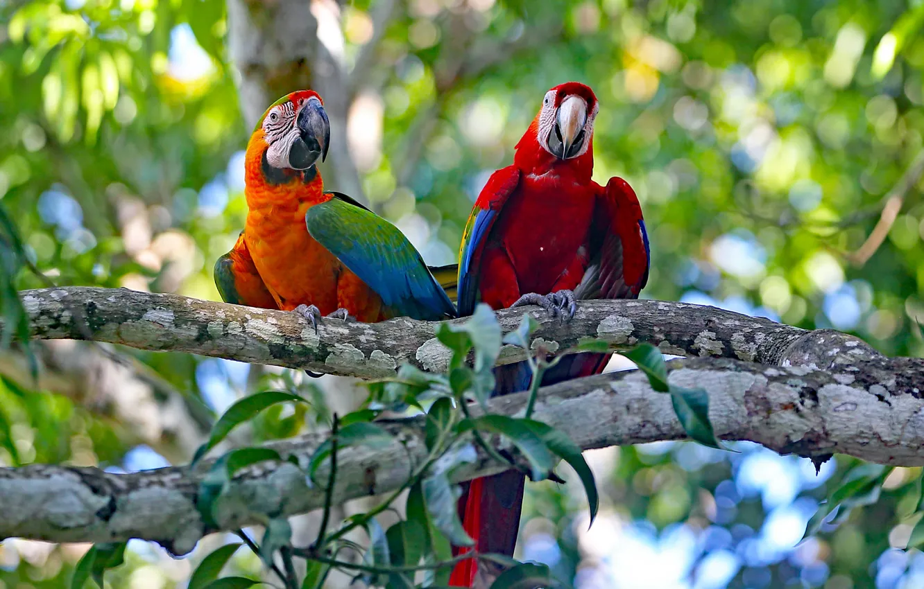 Photo wallpaper tree, pair, parrots