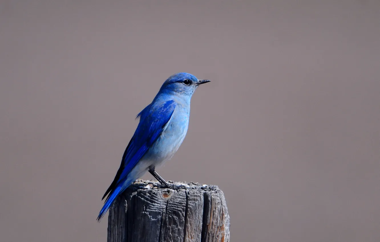 Photo wallpaper Bird, stump, bird, blue