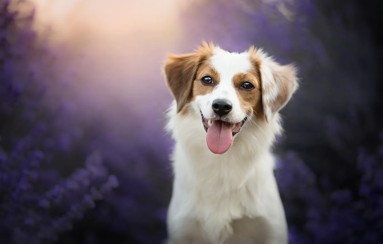 Photo wallpaper language, look, face, joy, background, dog