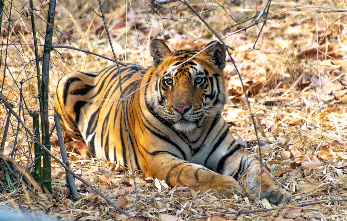 Photo wallpaper look, nature, tiger