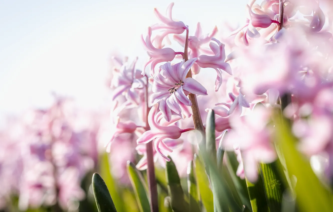 Photo wallpaper flowers, spring, bokeh, hyacinths