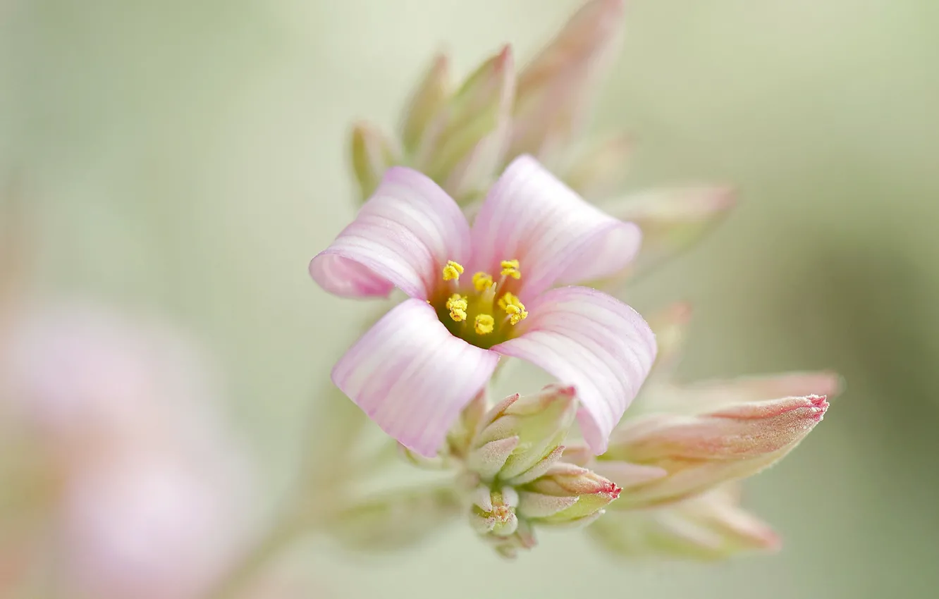 Photo wallpaper flower, background, pink, branch, buds, inflorescence