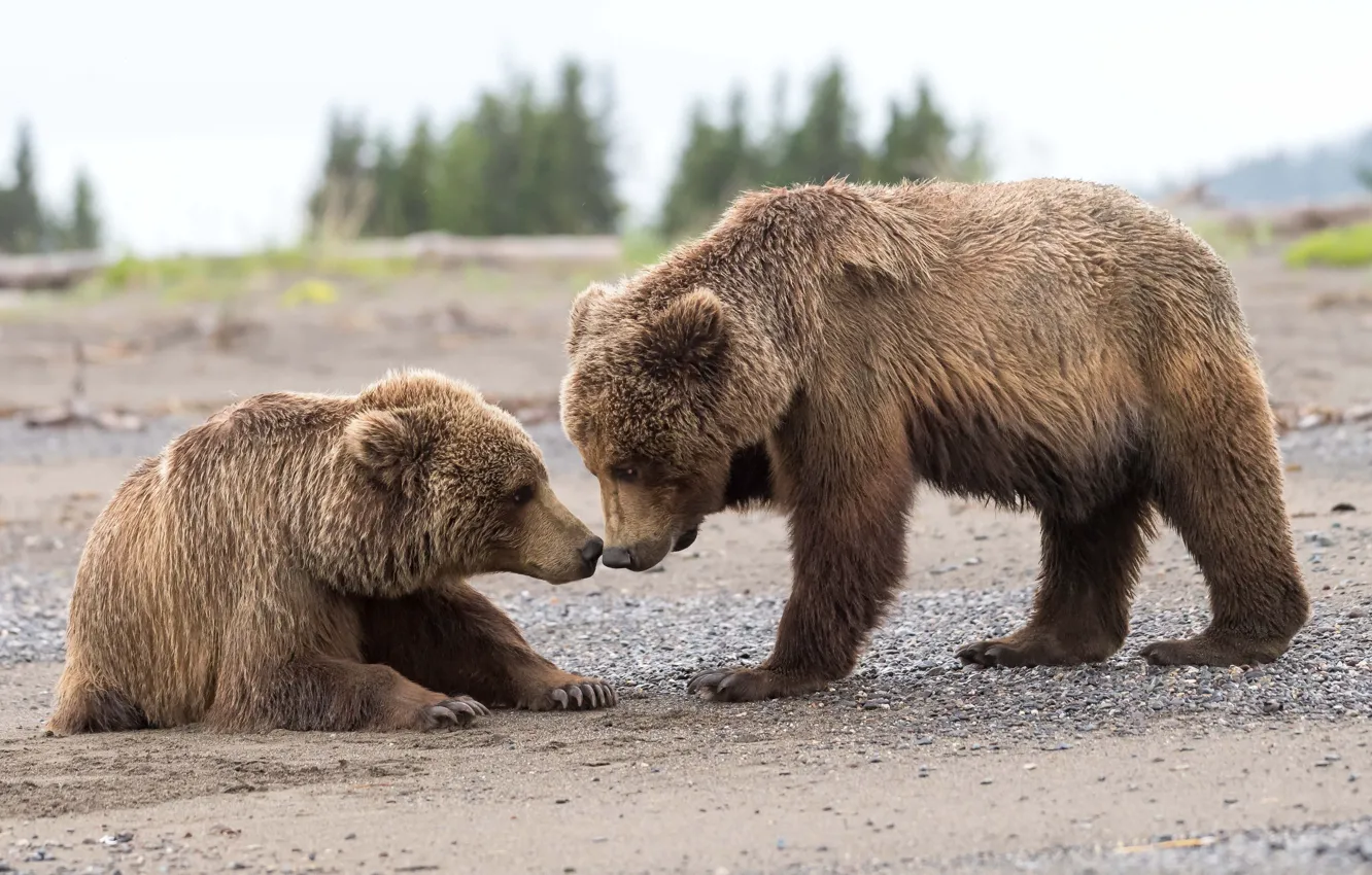 Photo wallpaper animals, nature, predators, Alaska, bears, dad, cubs