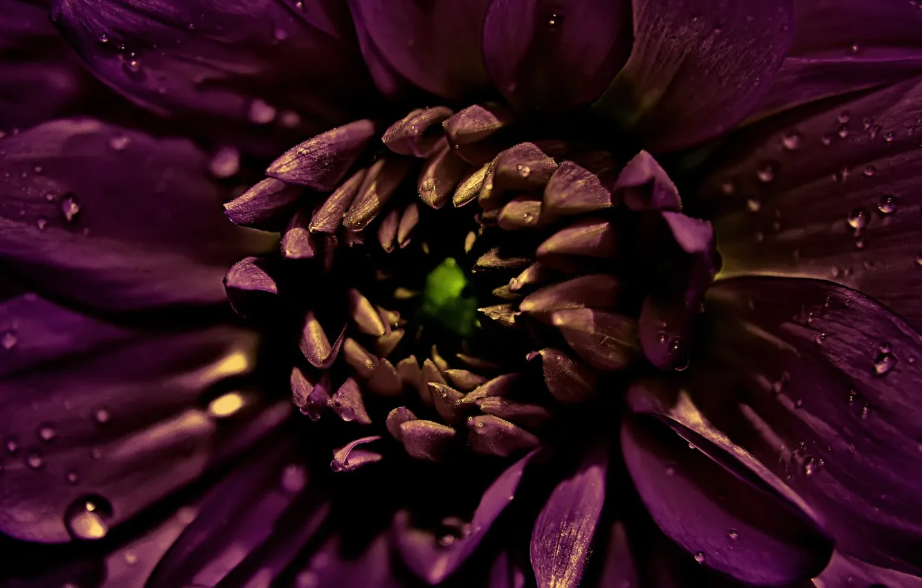 Photo wallpaper macro, flowers, Rosa, petals, Burgundy