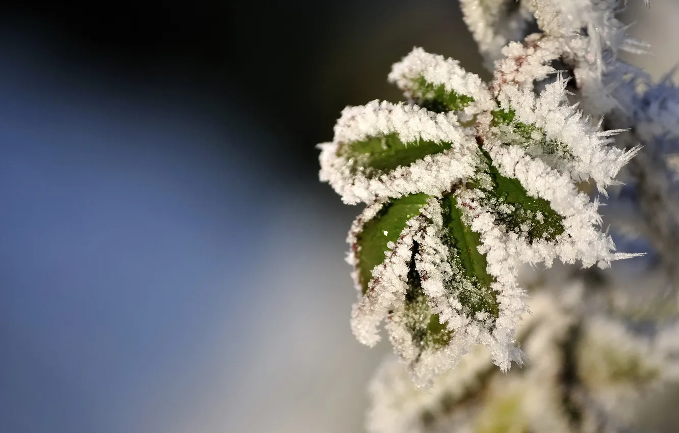 Photo wallpaper winter, frost, leaves, macro, snow, photo, winter Wallpaper
