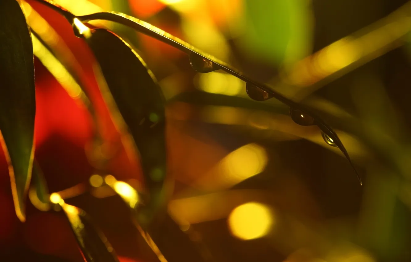 Photo wallpaper macro, green, water drops, macro. leaves