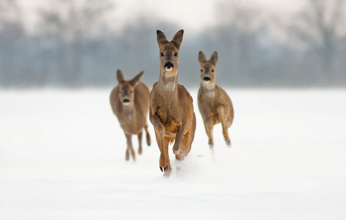 Photo wallpaper snow, deer, running, ROE