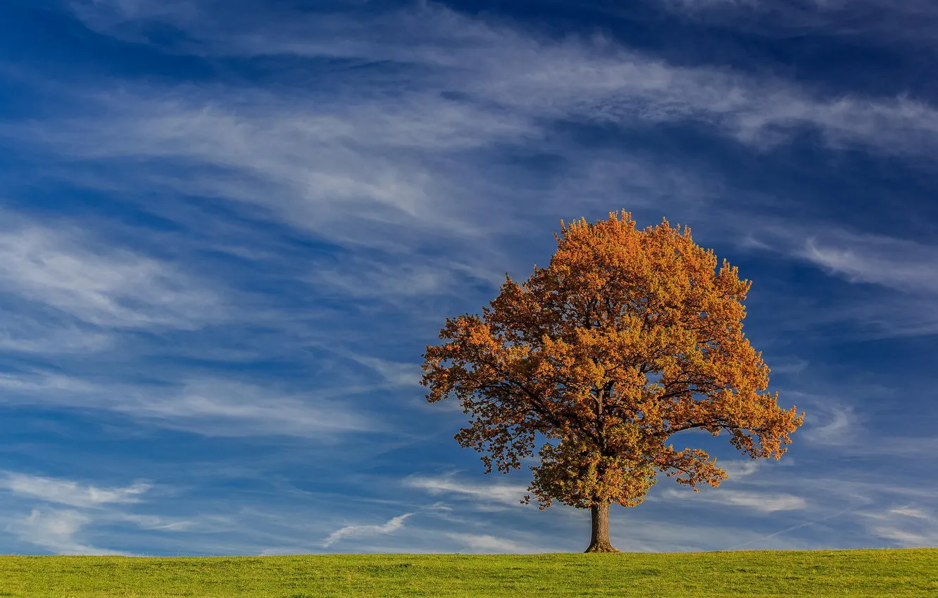 Photo wallpaper field, the sky, nature, tree, horizon