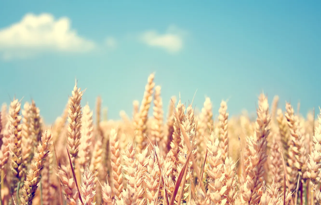 Photo wallpaper wheat, field, the sky, spikelets, ears, cereals