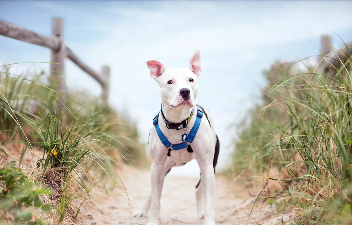 Photo wallpaper look, each, dog