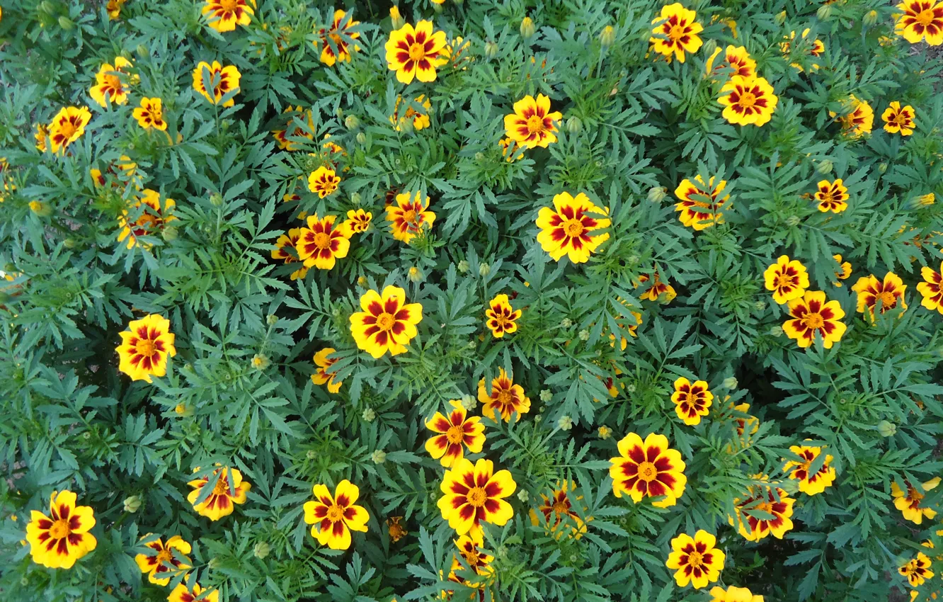Photo wallpaper flowers, yellow, red, marigolds