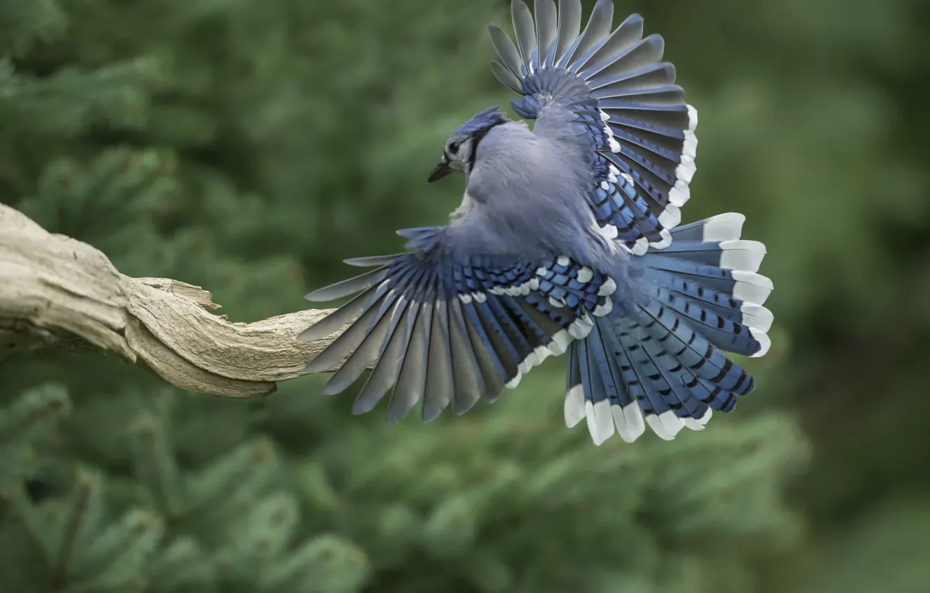 Photo wallpaper bird, wings, feathers, tail, snag, Blue Jay