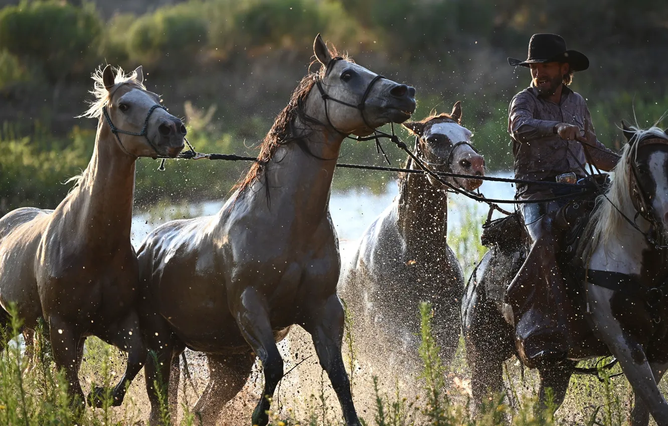 Photo wallpaper horses, animal, cowboys