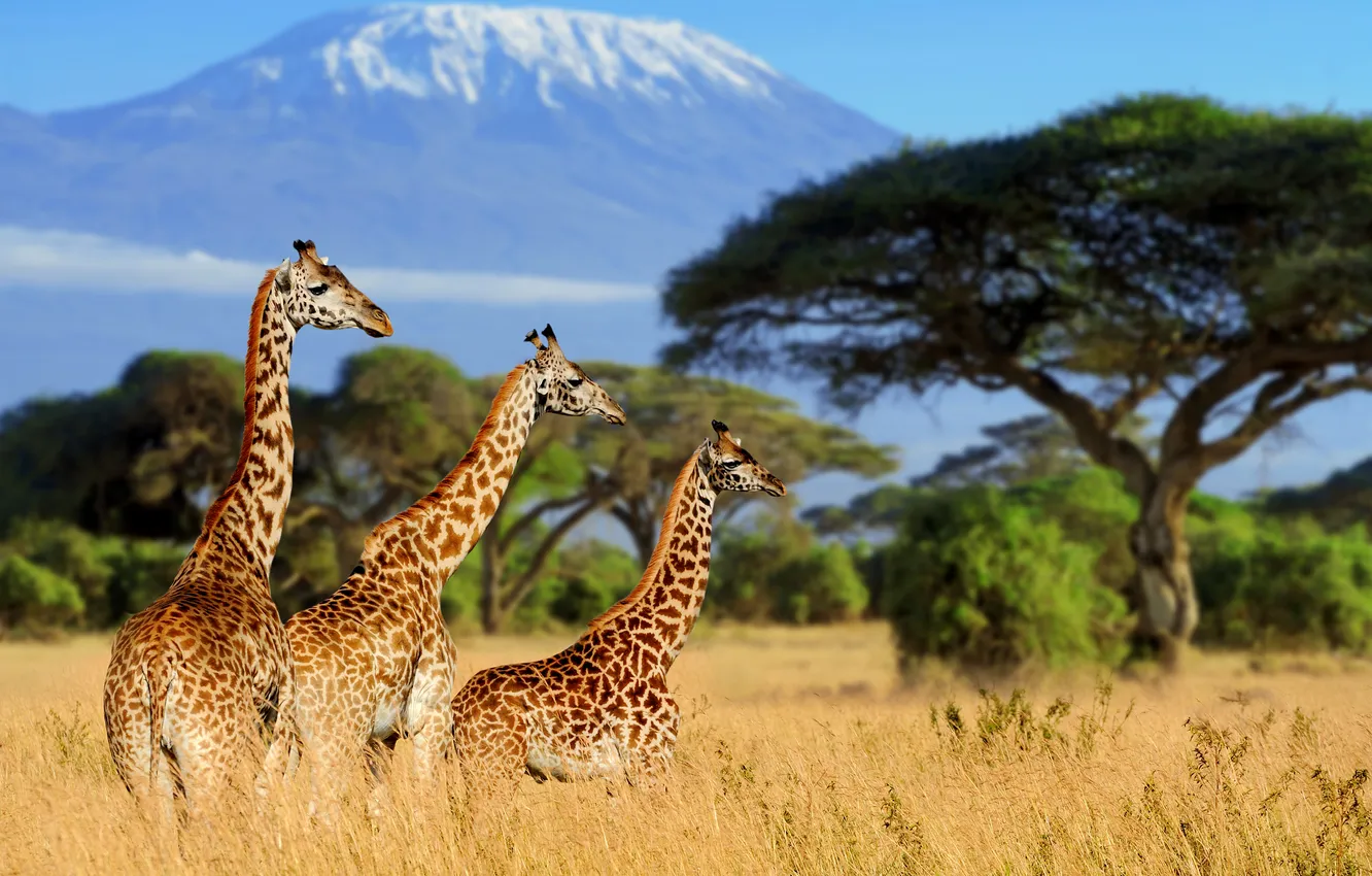 Photo wallpaper giraffes, Africa, Kenya