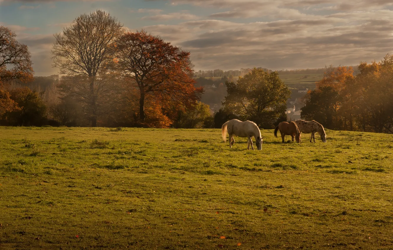 Photo wallpaper field, autumn, landscape, horses, horse