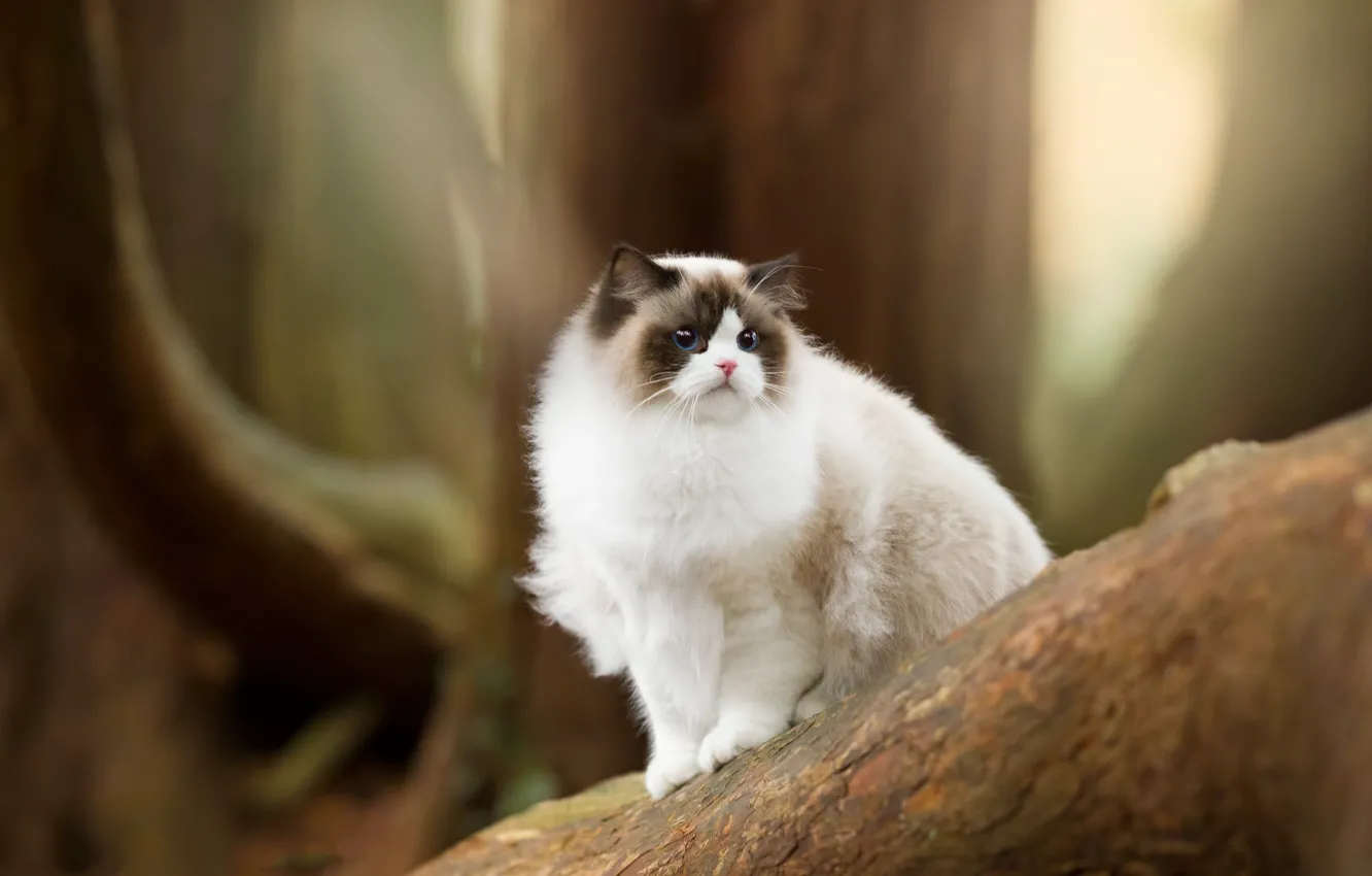 Photo wallpaper forest, cat, cat, look, trees, nature, face, bokeh