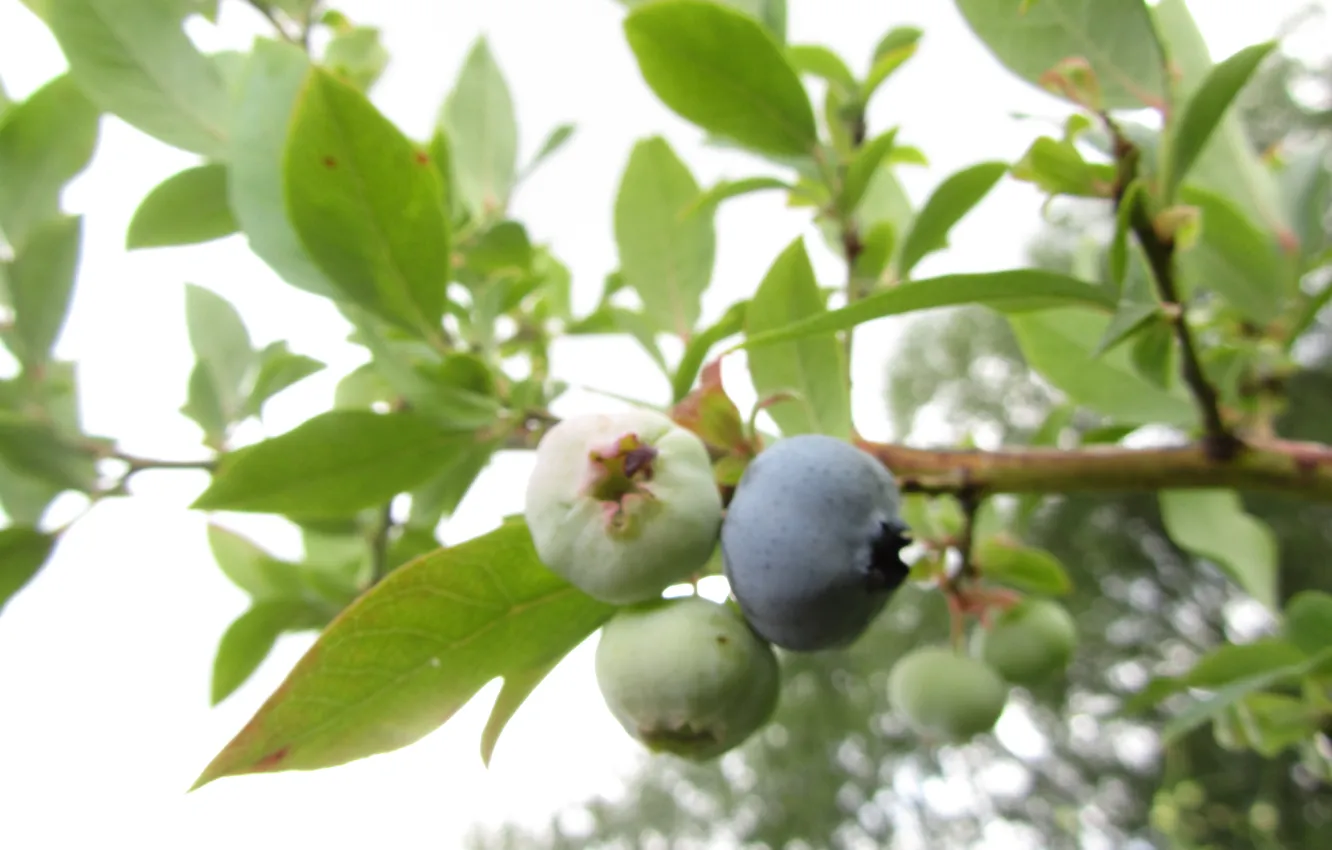 Photo wallpaper berries, shrub, blueberries