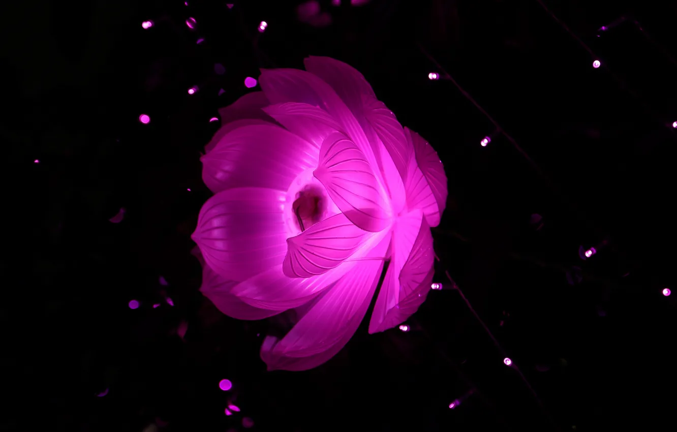 Photo wallpaper light, flowers, abstraction, background, petals