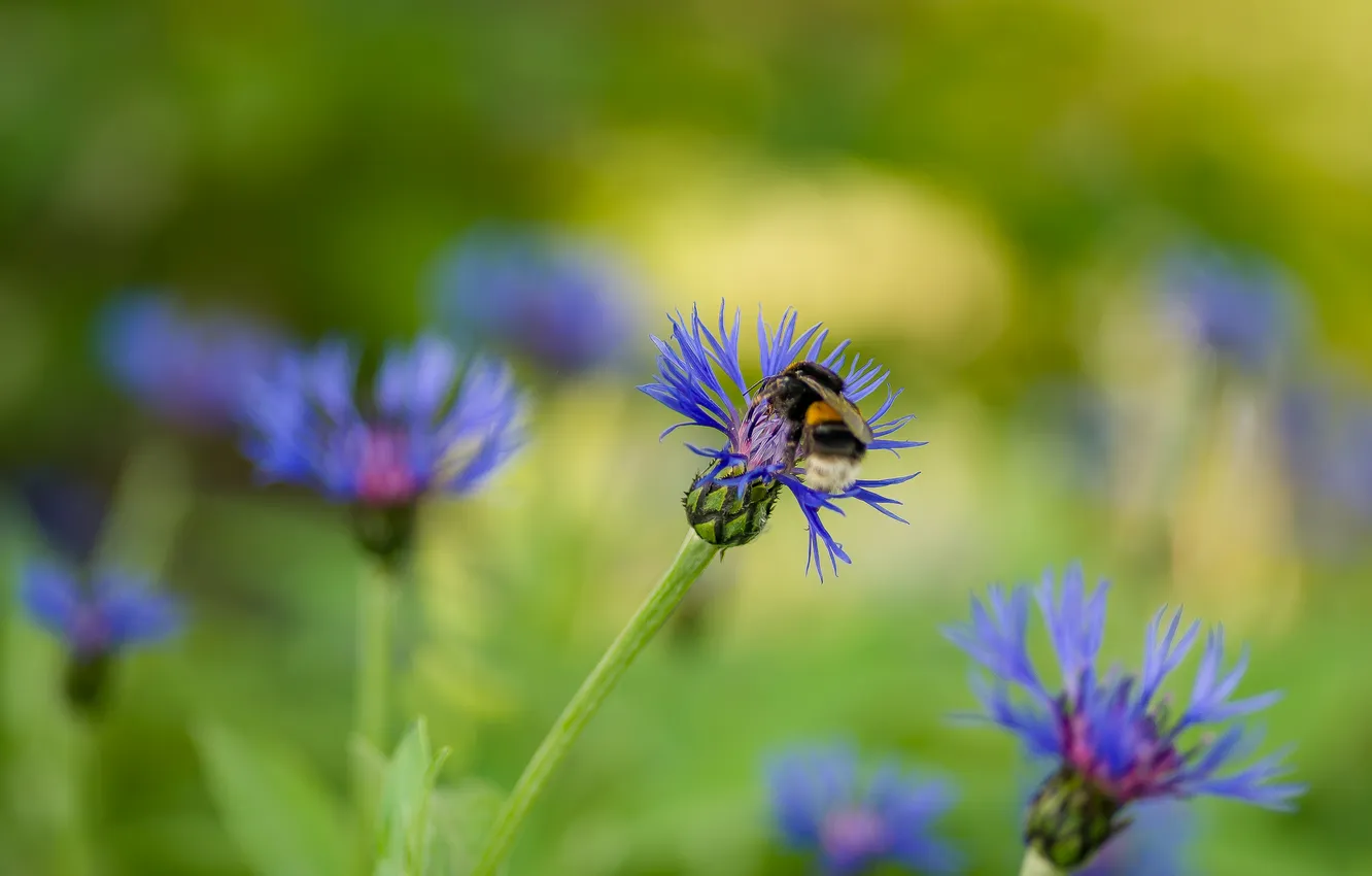 Photo wallpaper summer, flowers, nature, bumblebee, bokeh