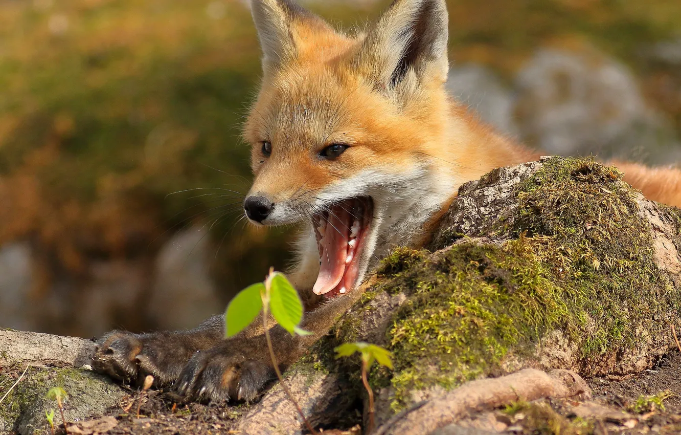 Photo wallpaper mouth, Fox, red, yawn, Fox
