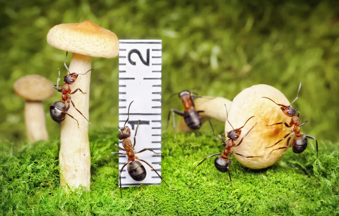 Photo wallpaper macro, insects, mushrooms, moss, the situation, ants, line, Wallpaper from lolita777