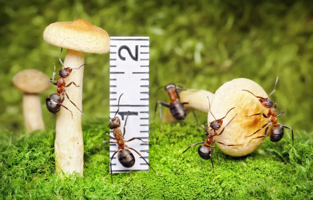 Photo wallpaper macro, mushrooms, moss, the situation, ants, insect, line, Wallpaper from lolita777