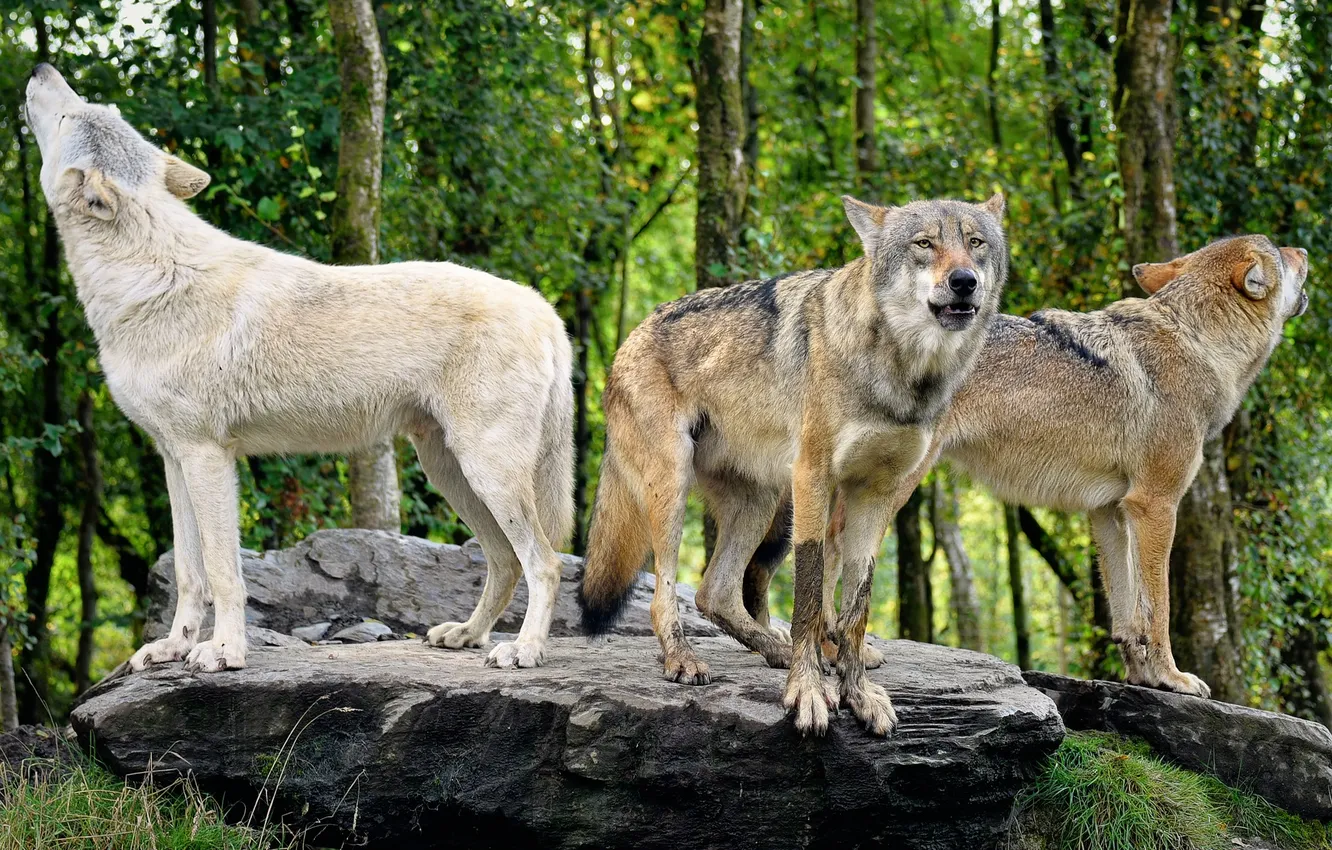 Photo wallpaper Predator, nature, snow, face, animal, wolf, wolves, canis lupus