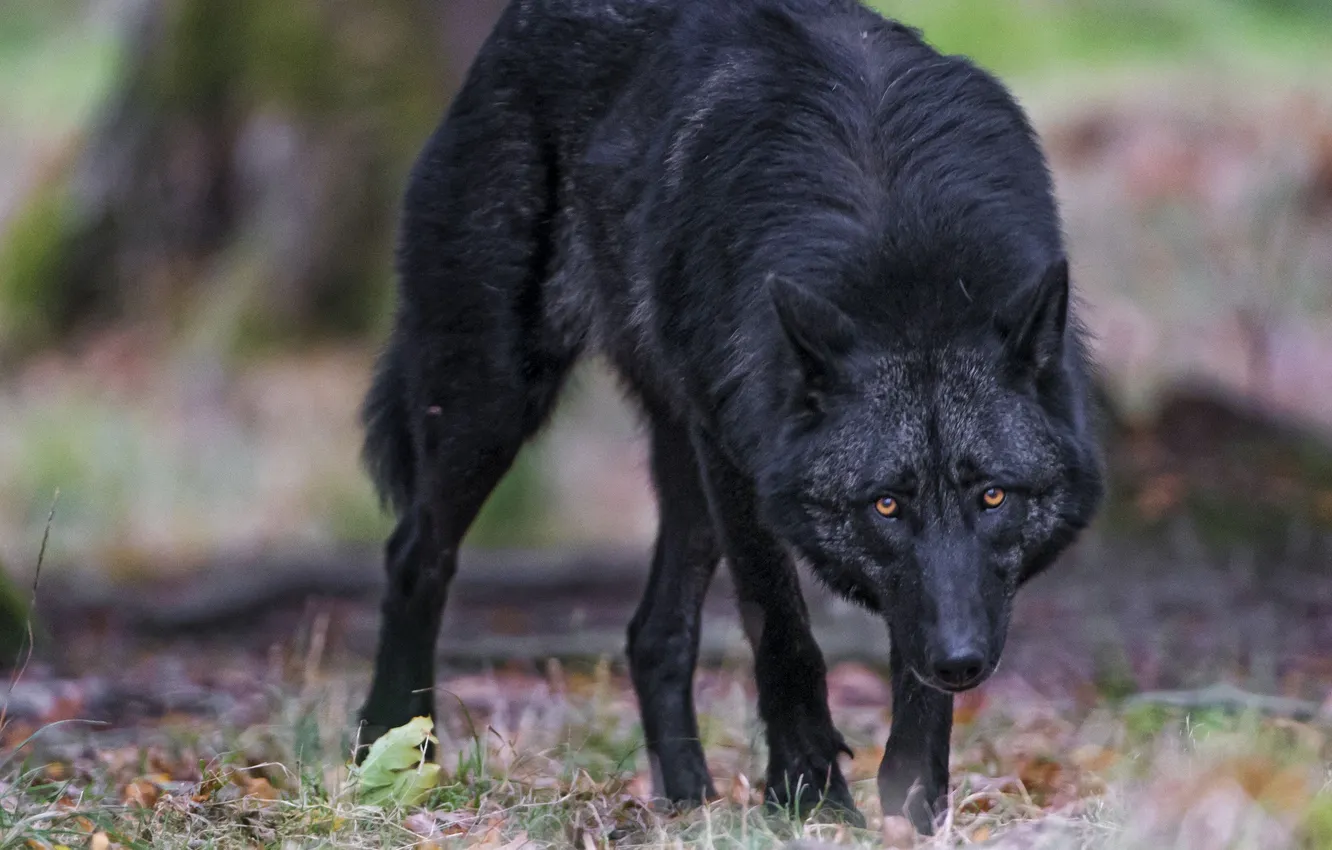 Photo wallpaper nature, Gray Wolf, face, animal, wolf, canis lupus, wildlife, head
