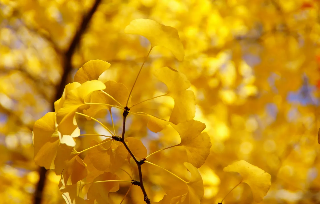 Photo wallpaper autumn, leaves, trees, branches, yellow
