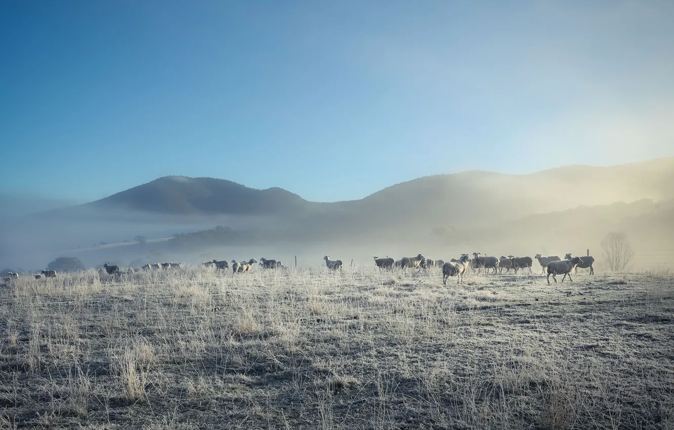 Photo wallpaper nature, fog, sheep, morning