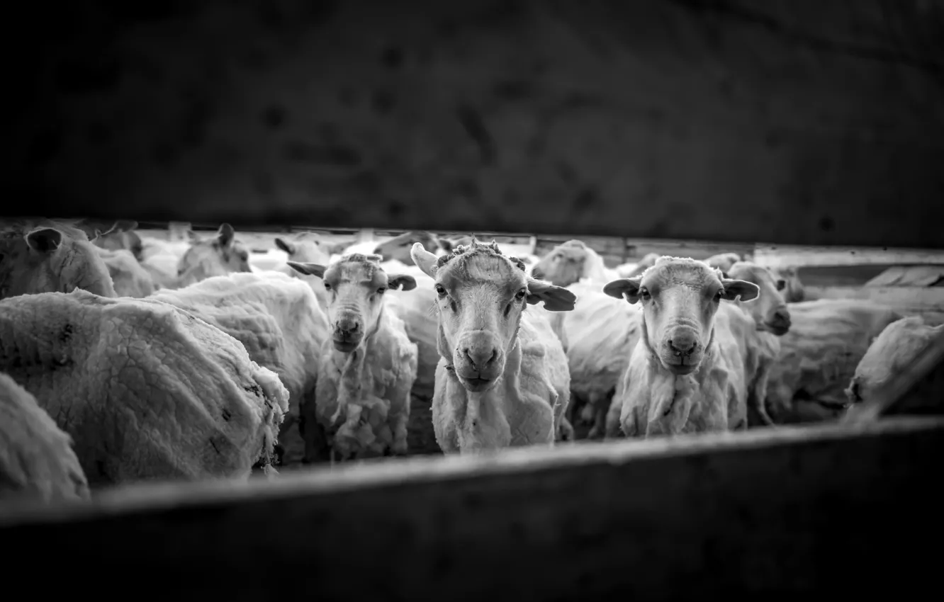 Photo wallpaper sheep, the herd, humanity