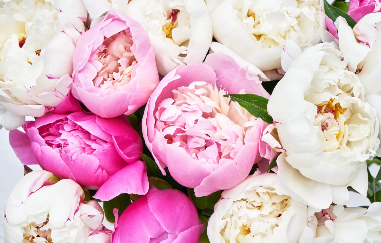 Photo wallpaper flowers, pink, white, pink, flowers, peonies, peonies