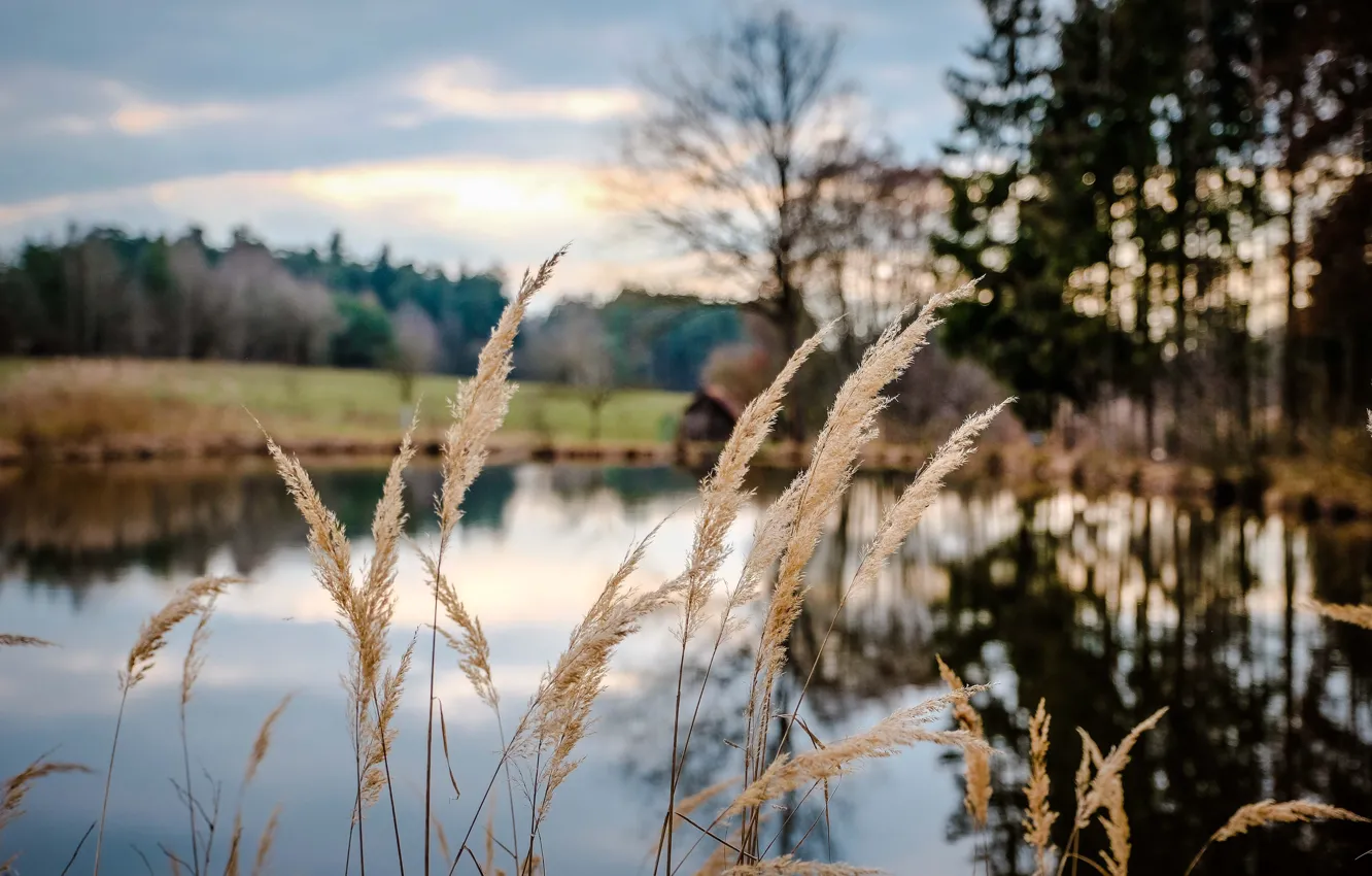 Photo wallpaper grass, pool, trees, field, reflection, sunlight, countryside, farm