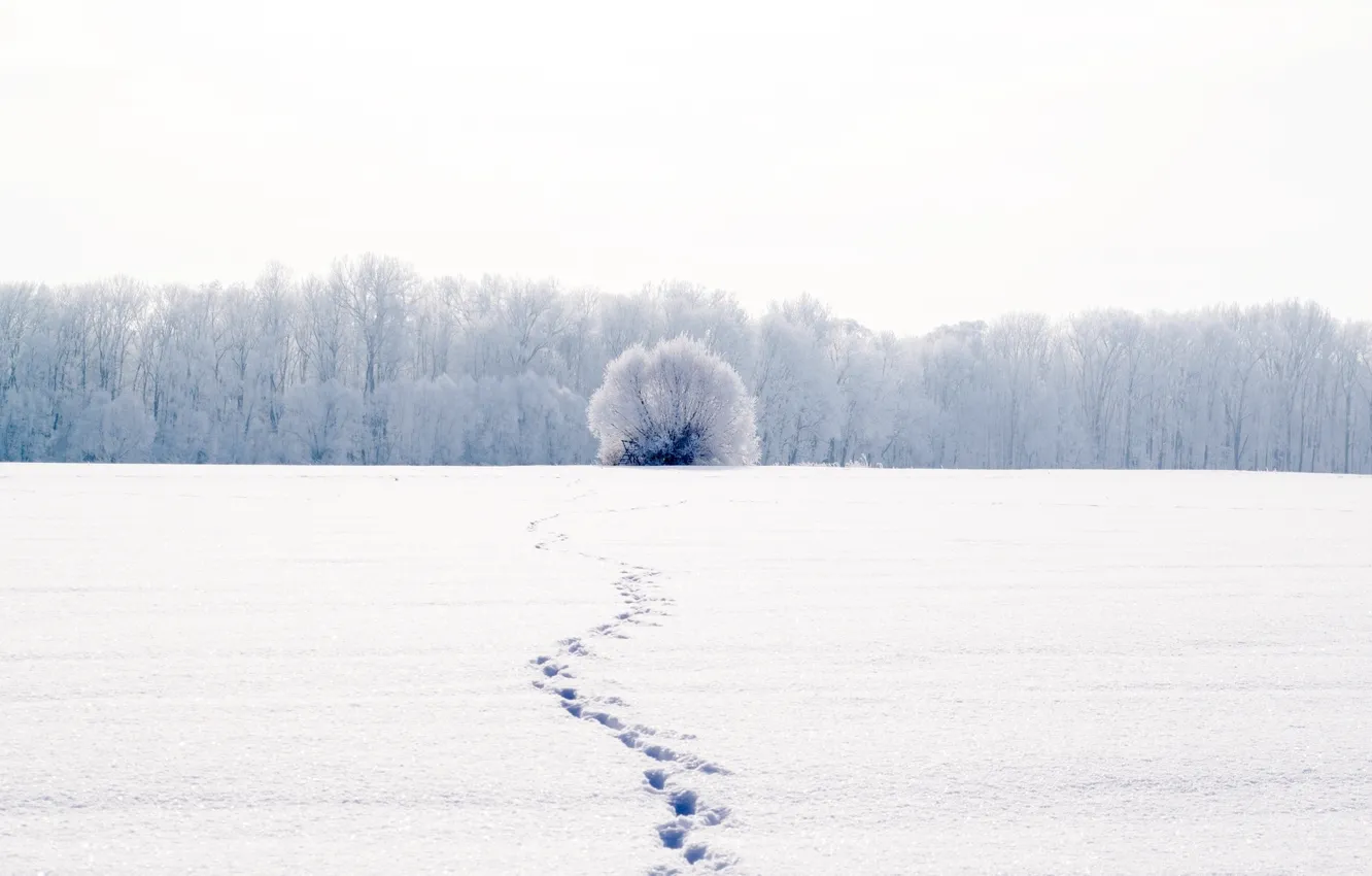 Photo wallpaper cold, winter, white, snow, trees, landscape, traces, nature
