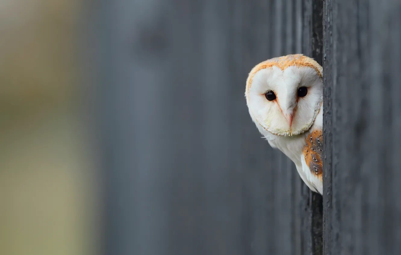 Photo wallpaper background, owl, bird, white