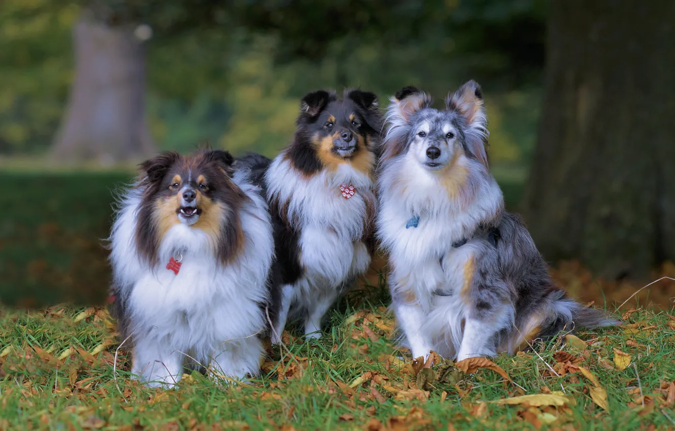 Photo wallpaper autumn, dogs, trio, Trinity, sheltie, the Shetland Sheepdog