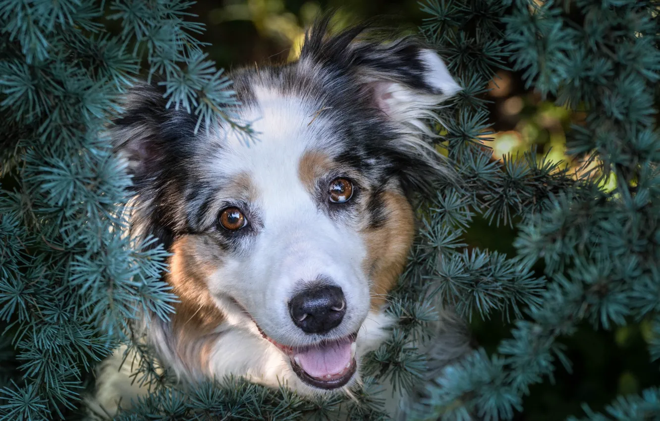 Photo wallpaper spruce, Dog, puppy, twigs