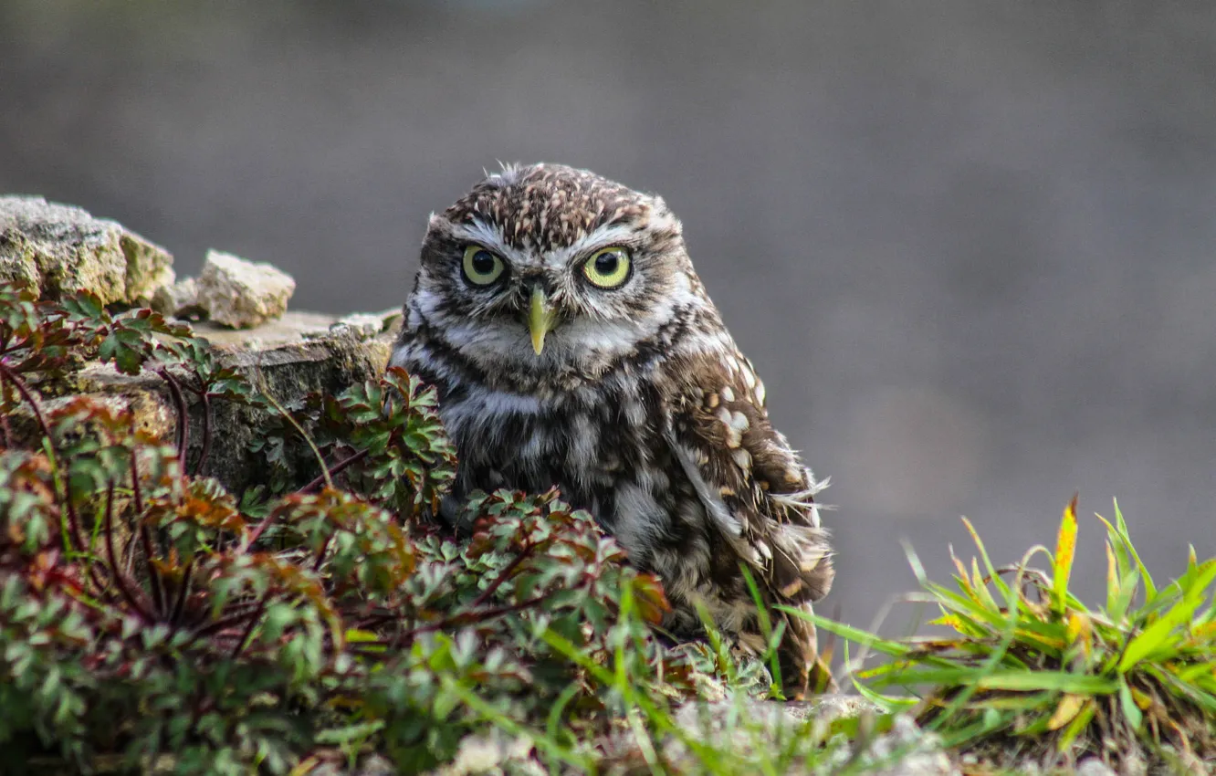 Photo wallpaper owl, bird, bokeh