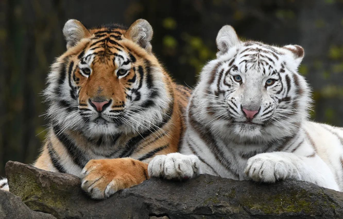 Photo wallpaper white, look, face, tiger, the dark background, two, portrait, pair